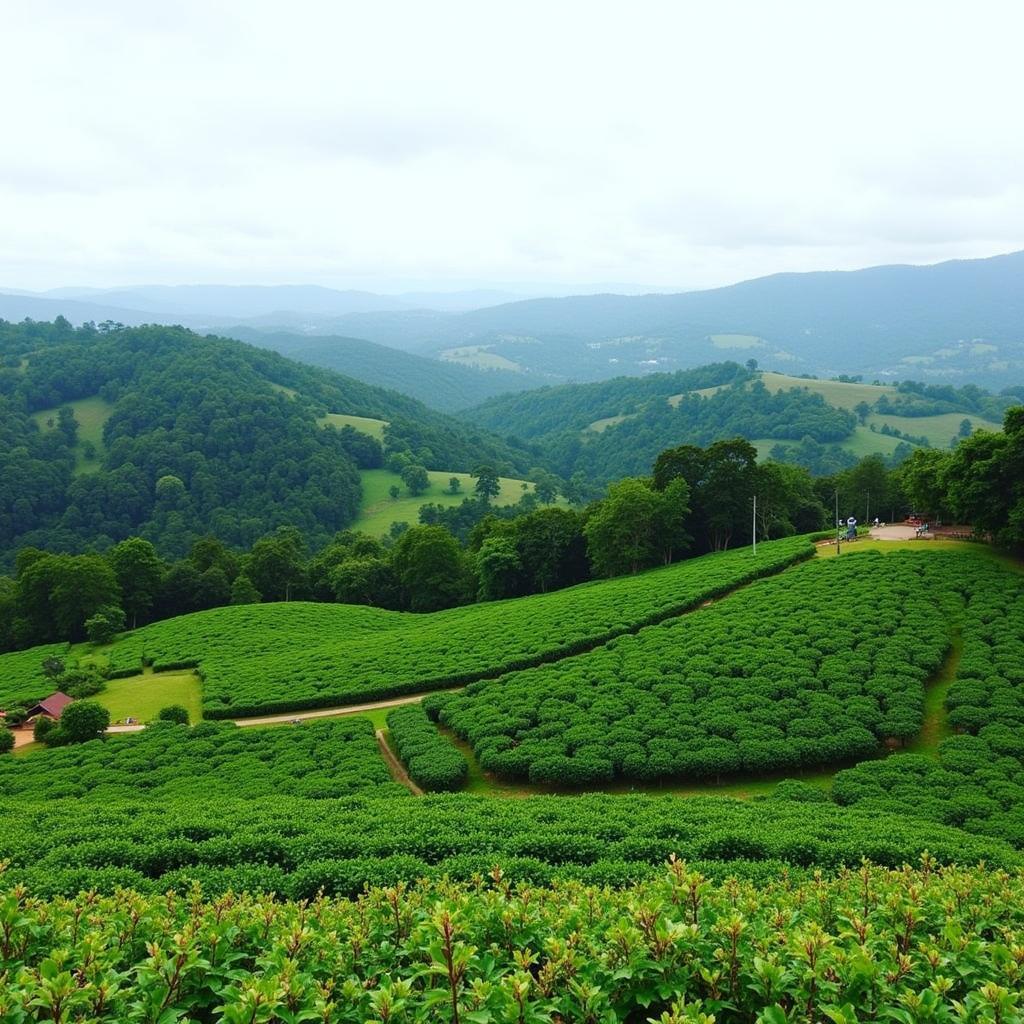 Purple Palms Resort and Spa Coorg Scenery